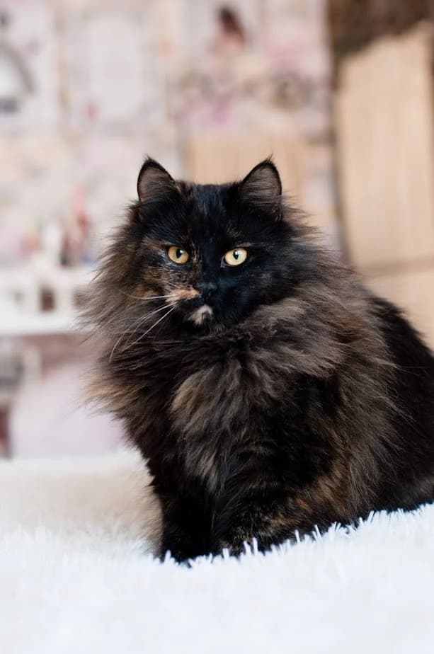 Sterilizovannaya koshka (11 mesyatsev) v dar (Стерилизованная кошка (11 месяцев) в дар), Mixed Breed (Kotyata Darom)