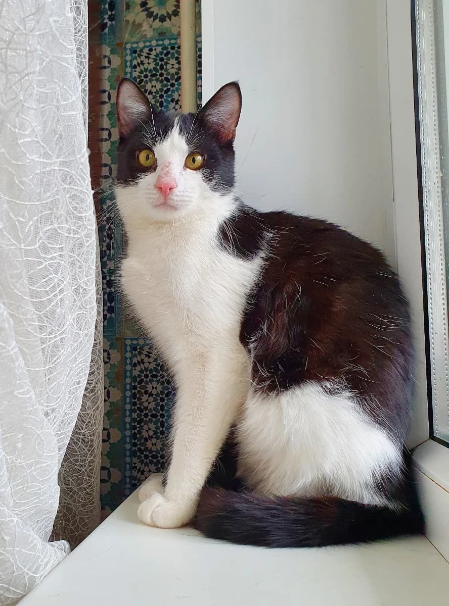 Laskovyy kotik ishtet dom (Ласковый котик ищет дом), Mixed Breed (Kotyata Darom)