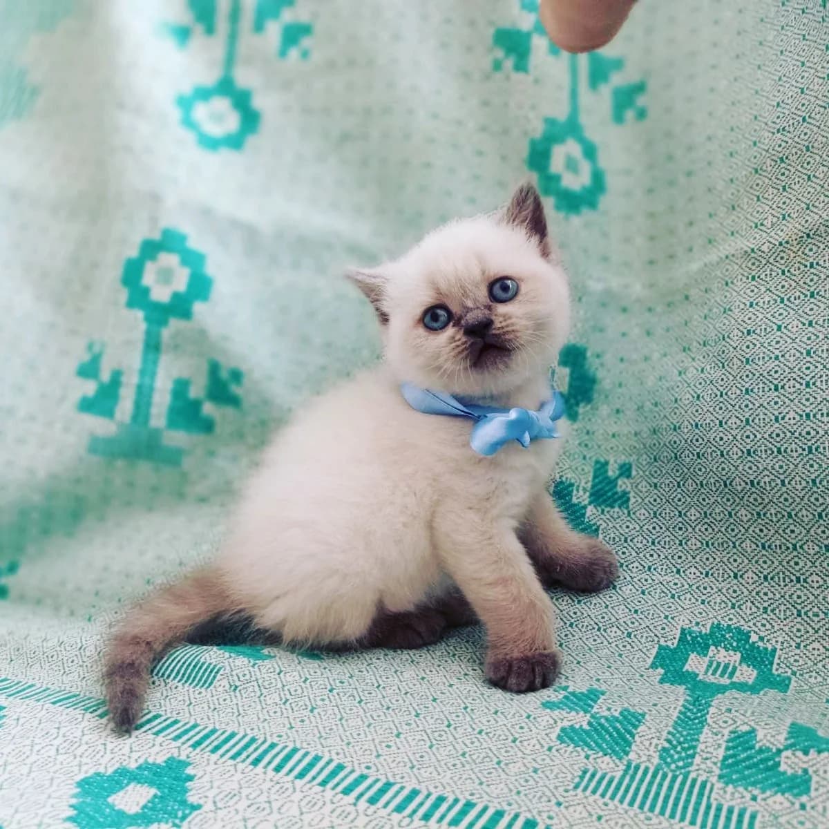 Vyazka. Britanskiy kot, opytnyy (Вязка. Британский кот, опытный), Mixed Breed (Kotyata Darom)