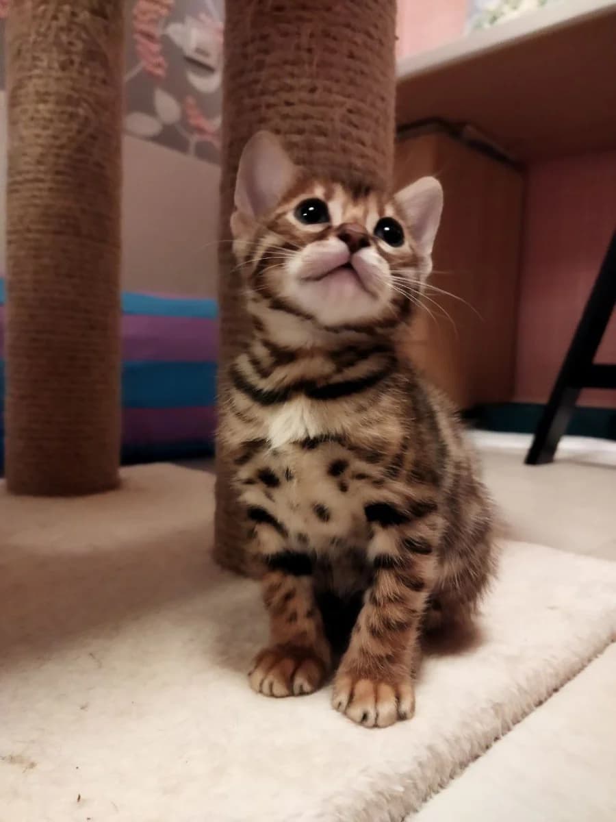 Bengalskie kotyata (Бенгальские котята), Mixed Breed (Kotyata Darom)