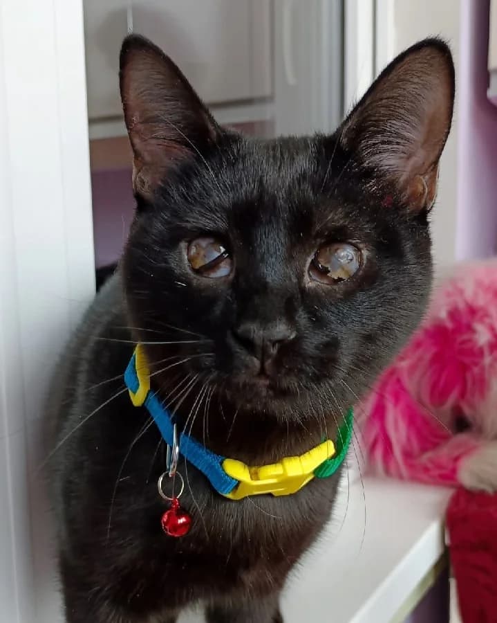 Ishtu samoe dobroe serdtse osobennomu kotenochku Yariku (Ищу самое доброе сердце особенному котеночк, Mixed Breed (Kotyata Darom)