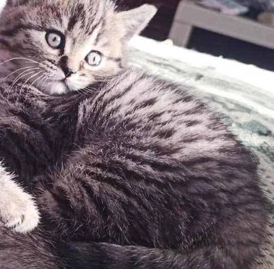 Shotlandskie koshechki,kotyata (Шотландские кошечки,котята), Mixed Breed (Kotyata Darom)