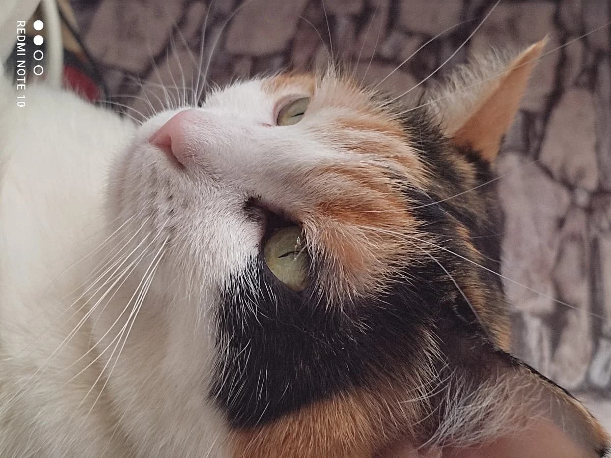 Koshka Manyunya (Кошка Манюня), Mixed Breed (Kotyata Darom)
