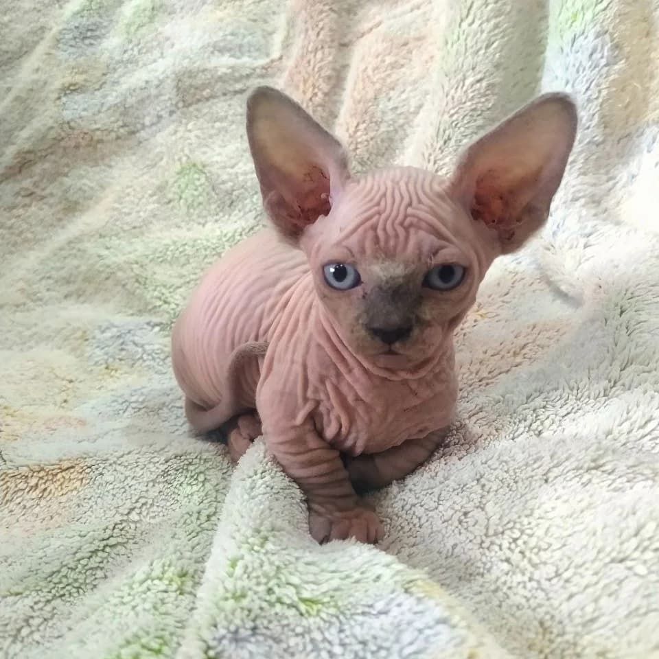 Kanadskiy sfinks (Bambino) (Канадский сфинкс (Bambino)), Mixed Breed (Kotyata Darom)