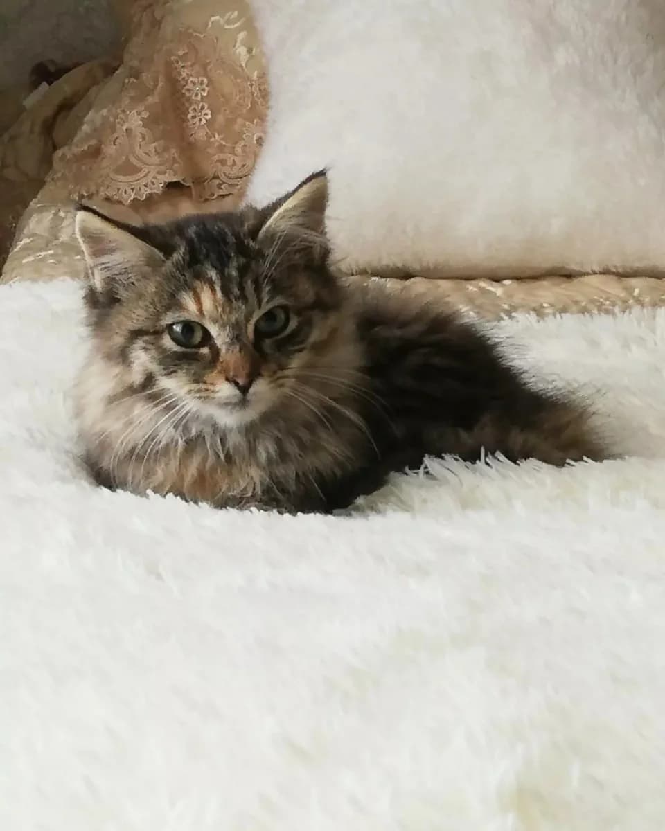 Sterilizovannye koshechki i kotik v dobrye ruki (Стерилизованные кошечки и котик в добрые руки), Mixed Breed (Kotyata Darom)