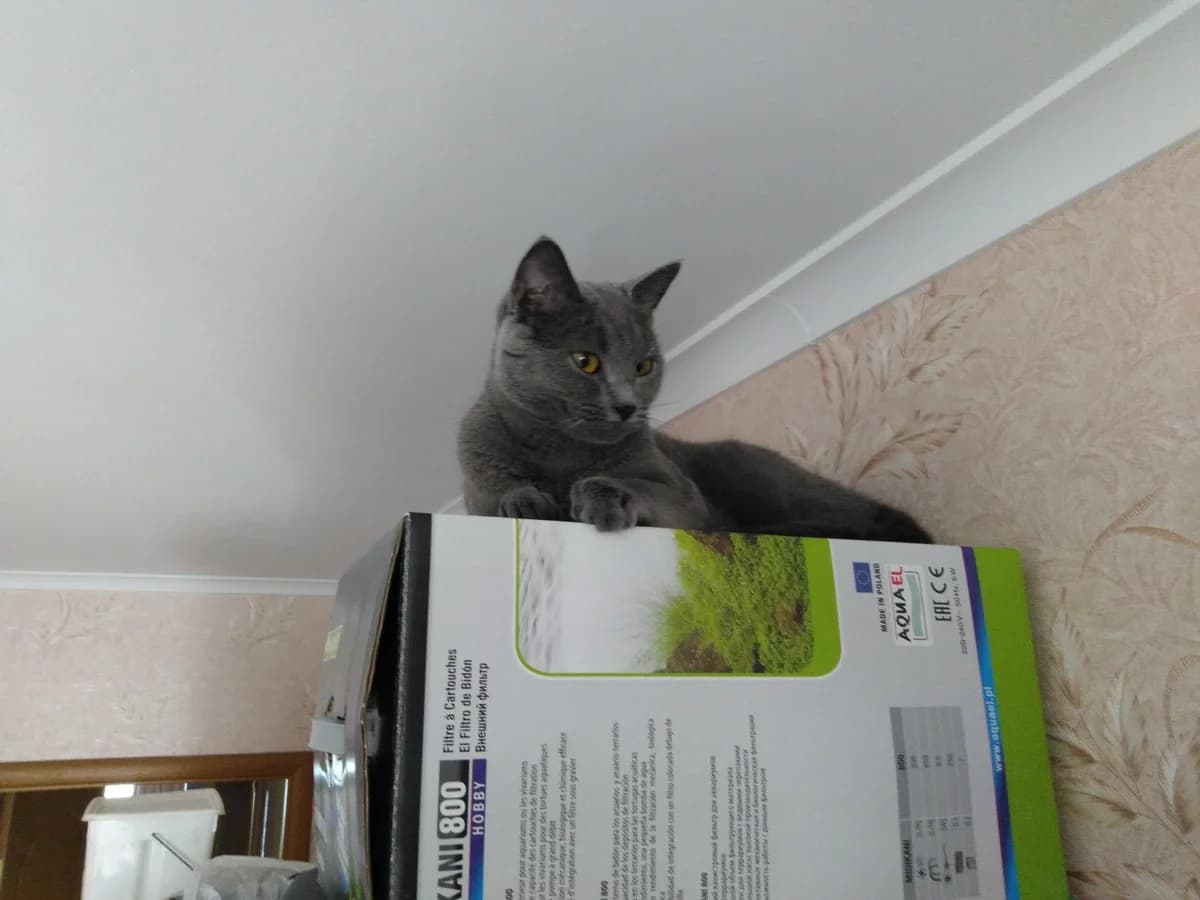 Kartezianskaya koshka (Shartrez) (Картезианская кошка (Шартрез)), Mixed Breed (Kotyata Darom)