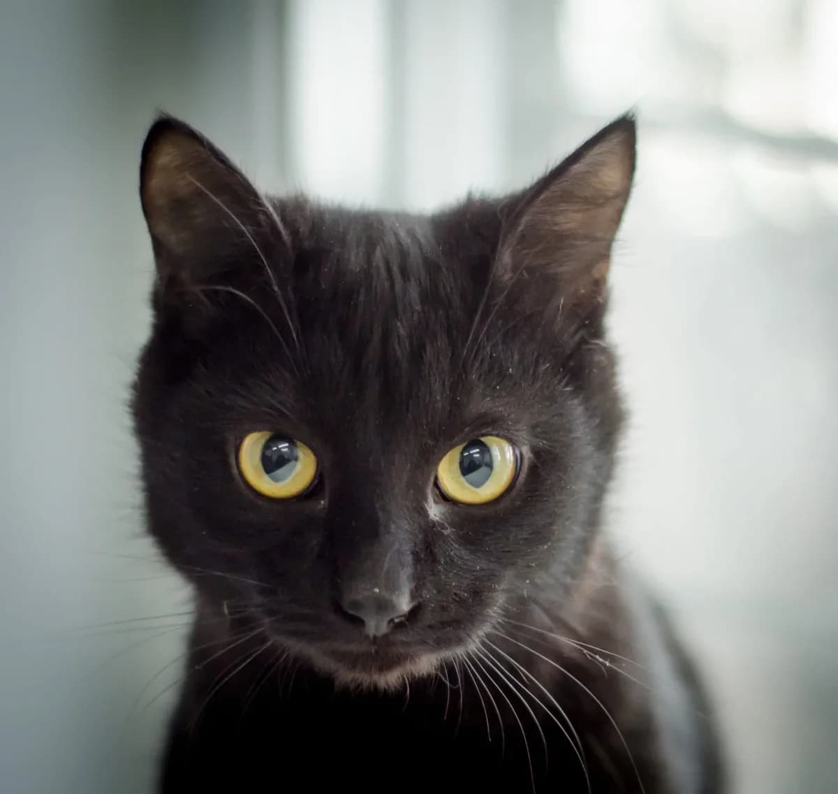 Monika ishtet svoyu semyu (Моника ищет свою семью), Mixed Breed (Kotyata Darom)