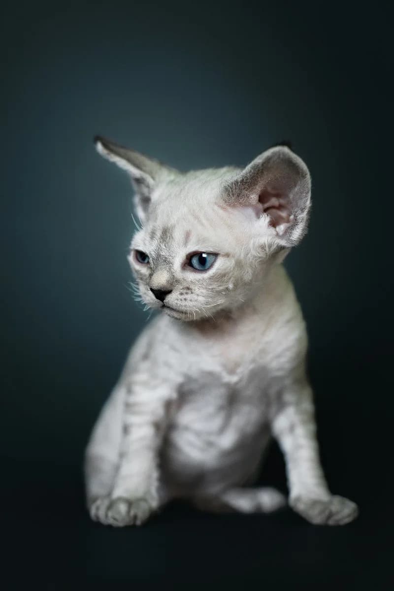 Otkryta bron na kotyat porody Devon-reks (Открыта бронь на котят породы Девон-рекс), Mixed Breed (Kotyata Darom)
