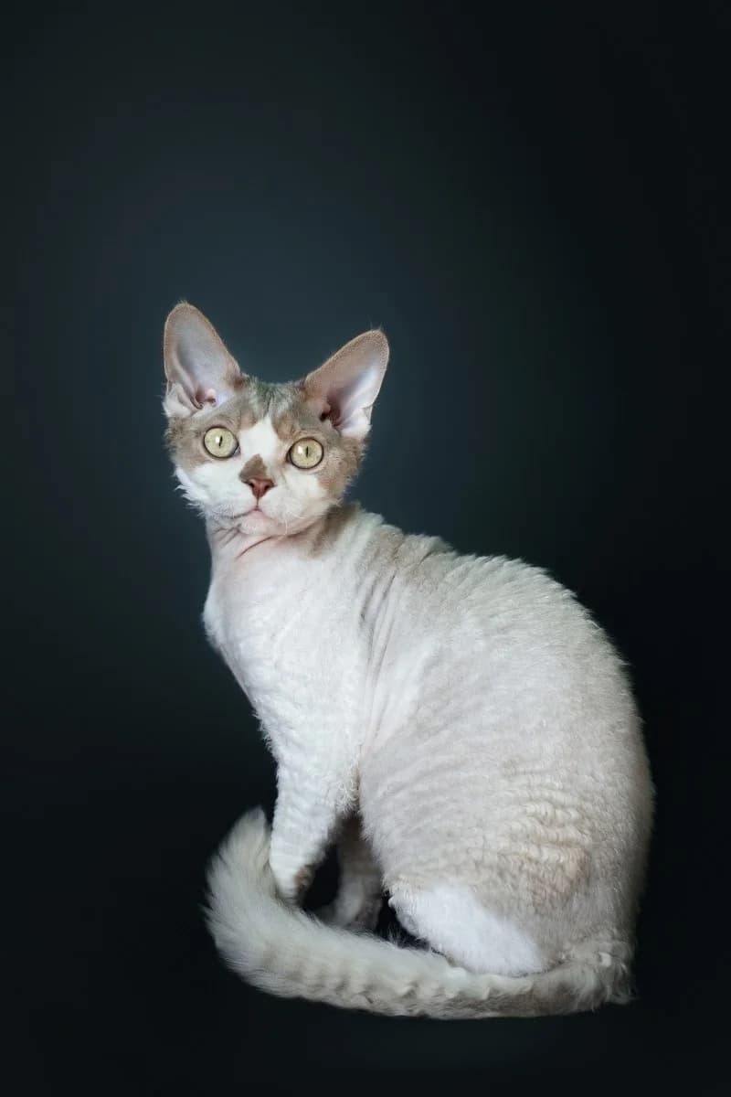 Priglashaem na vyazku, poroda Devon-reks (Приглашаем на вязку, порода Девон-рекс), Mixed Breed (Kotyata Darom)