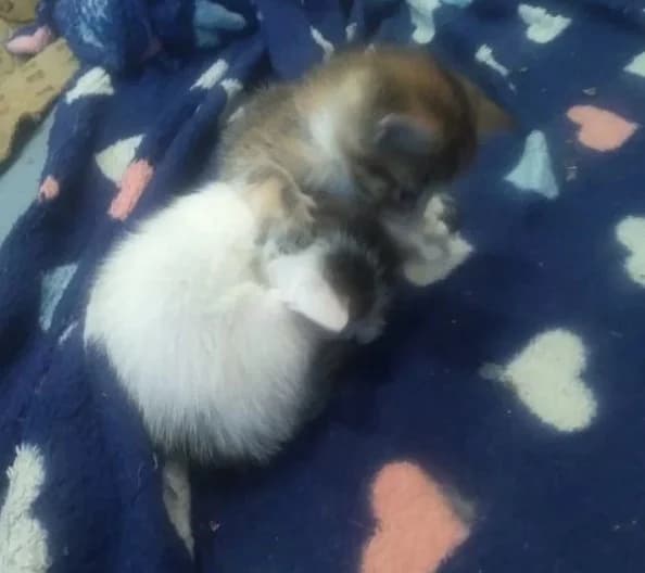 Burmanskie kotyata metisy otdam besplatno (Бурманские котята метисы отдам бесплатно), Mixed Breed (Kotyata Darom)