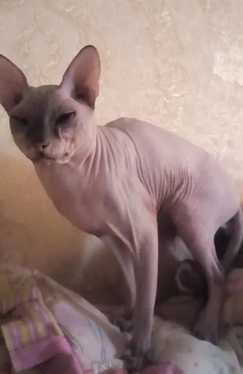 Donskoy sfinks besplatno (Донской сфинкс бесплатно), Mixed Breed (Kotyata Darom)