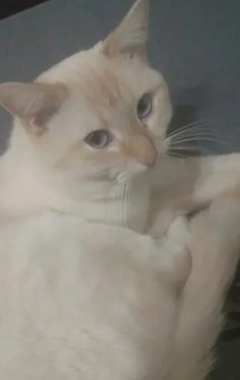 Kot kolor poynt 5 let (Кот колор пойнт 5 лет), Mixed Breed (Kotyata Darom)