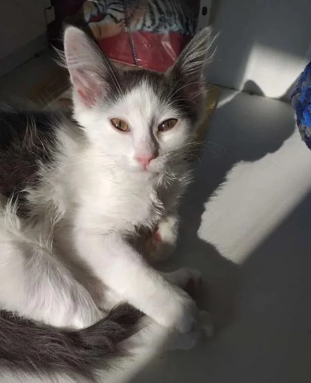 Kotenok La-perm porody v dobrye ruki (Котенок Ла-перм породы в добрые руки), Mixed Breed (Kotyata Darom)