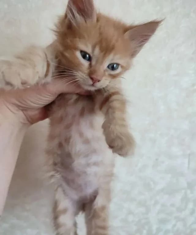 Manchkin besplatno (Манчкин бесплатно), Mixed Breed (Kotyata Darom)