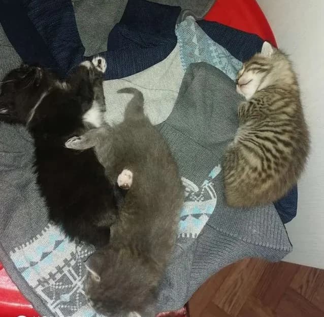 Mekongskiy bobteyl kotyata v dobrye ruki (Меконгский бобтейл котята в добрые руки), Mixed Breed (Kotyata Darom)