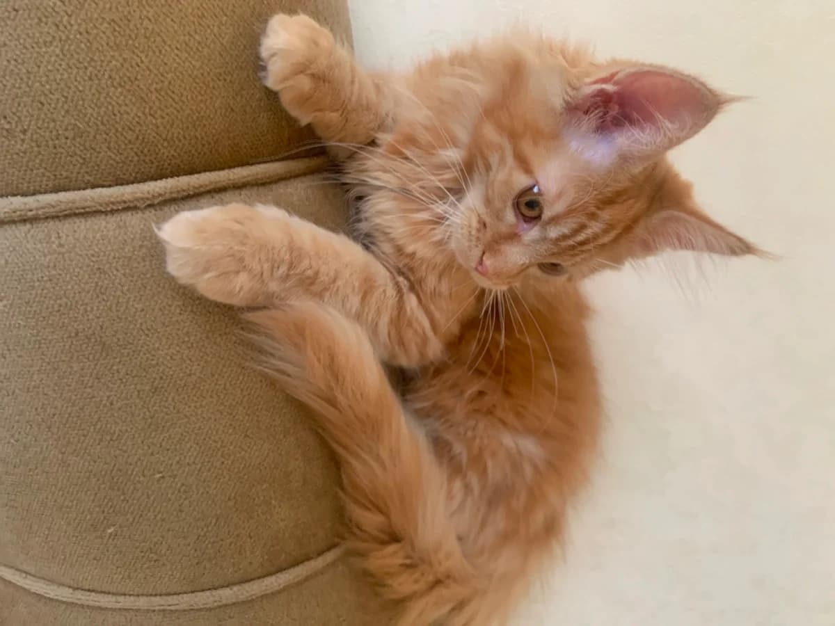 Shikarnye kotyata meyn kun (Шикарные котята мейн кун), Mixed Breed (Kotyata Darom)