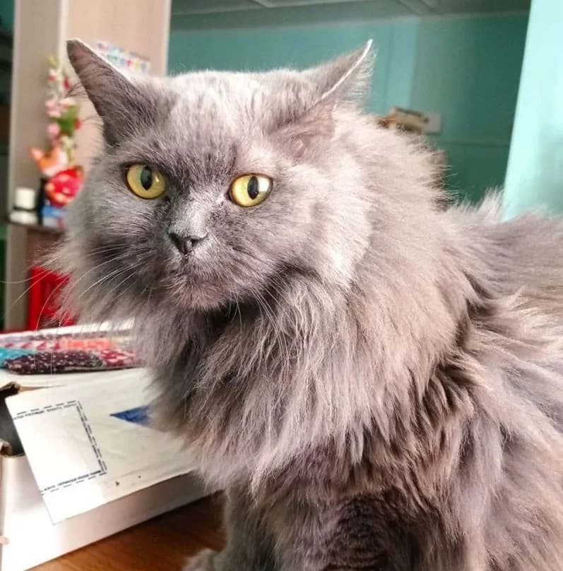 Nibelung besplatno (Нибелунг бесплатно), Mixed Breed (Kotyata Darom)