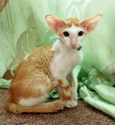Orientalnye kotyata besplatno (Ориентальные котята бесплатно), Mixed Breed (Kotyata Darom)