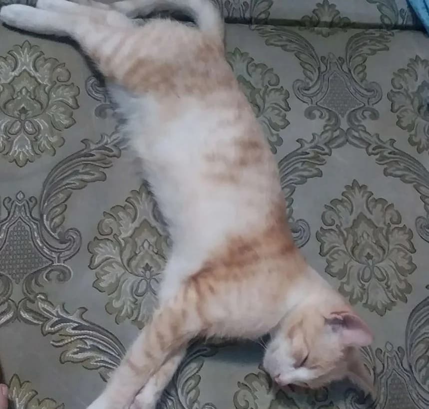 Otdam v khoroshie ruki Kota porody Peterbold (Отдам в хорошие руки Кота породы Петерболд), Mixed Breed (Kotyata Darom)