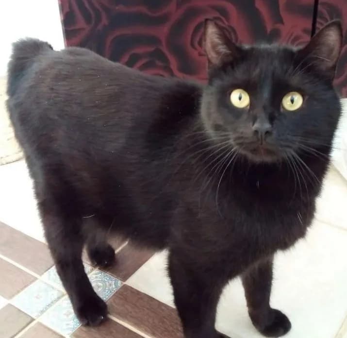 Kotyata porody piksibob bez rodoslovnoy (Котята породы пиксибоб без родословной), Mixed Breed (Kotyata Darom)