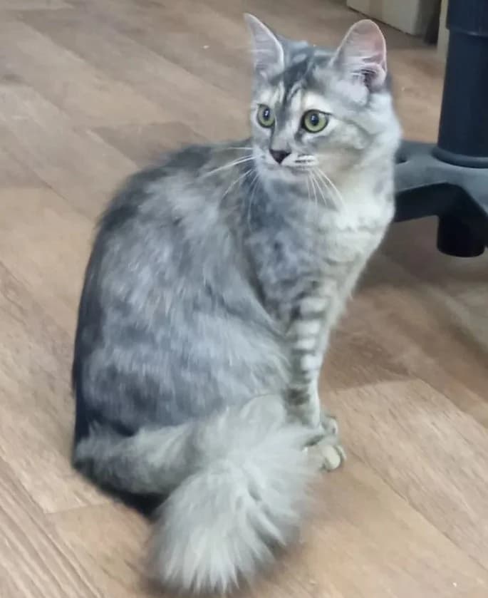 Koshka Ragamaffin v dar metis (Кошка Рагамаффин в дар метис), Mixed Breed (Kotyata Darom)