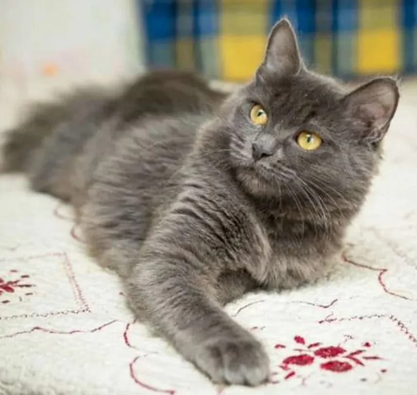 Kotenok devochka 3 mesyatsa besplatno (Котенок девочка 3 месяца бесплатно), Mixed Breed (Kotyata Darom)