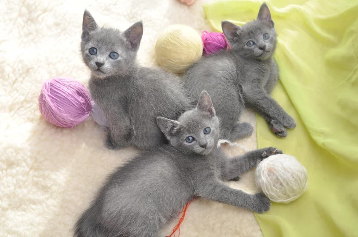 Kotyata russkoy goluboy porody (Котята русской голубой породы), Mixed Breed (Kotyata Darom)