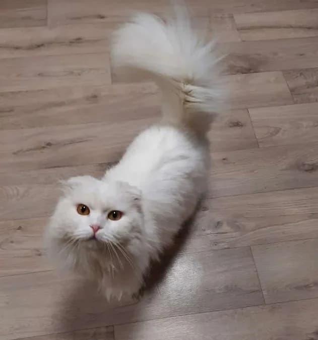 V dobrye ruki otdam koshechku Skotish Fold Khaylend (В добрые руки отдам кошечку Скотиш Фолд Хайленд, Mixed Breed (Kotyata Darom)