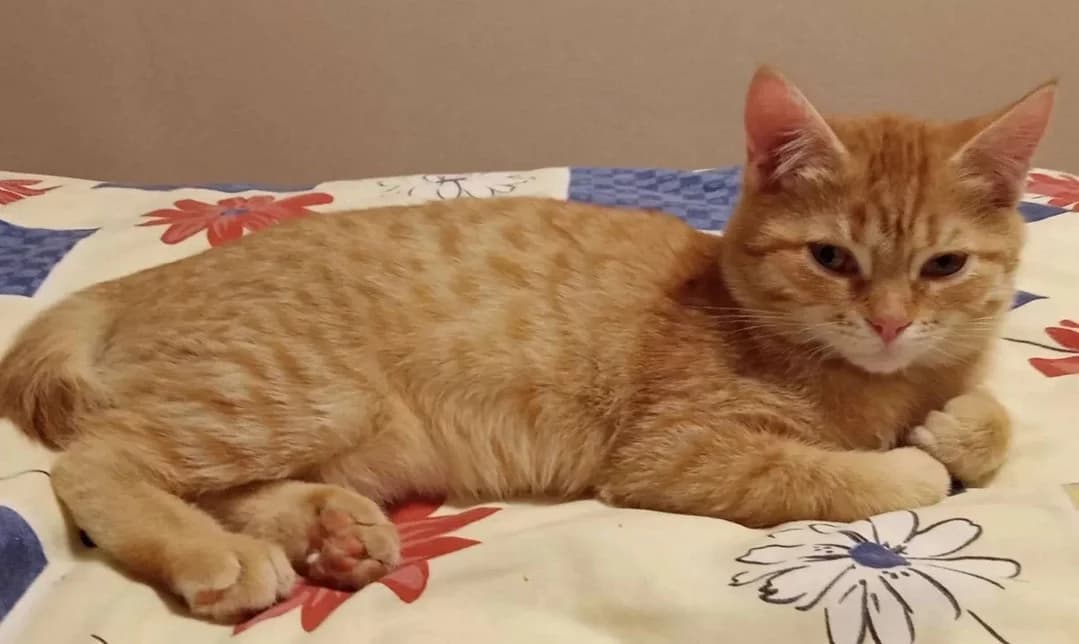 Skotish strayt koshechka v khoroshie ruki (Скотиш страйт кошечка в хорошие руки), Mixed Breed (Kotyata Darom)