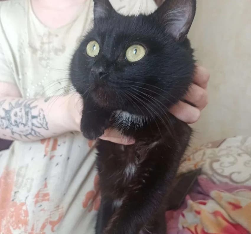 Chernyy Singapurskiy kotenok (Черный Сингапурский котенок), Mixed Breed (Kotyata Darom)