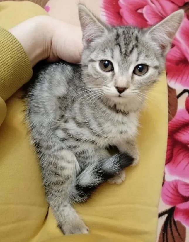 Devochka 3 mesyatsa. Smes britantsa i serengeti (Девочка 3 месяца. Смесь британца и серенгети), Mixed Breed (Kotyata Darom)