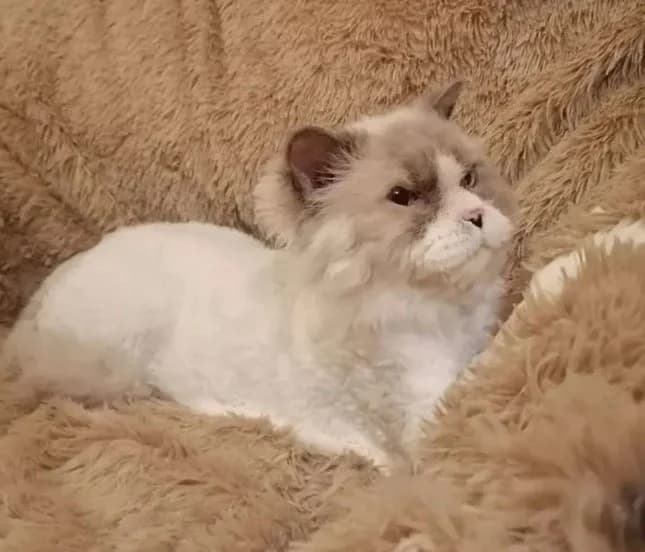 Koshki ovechka Selkirk-reks darom (Кошки овечка Селкирк-рекс даром), Mixed Breed (Kotyata Darom)