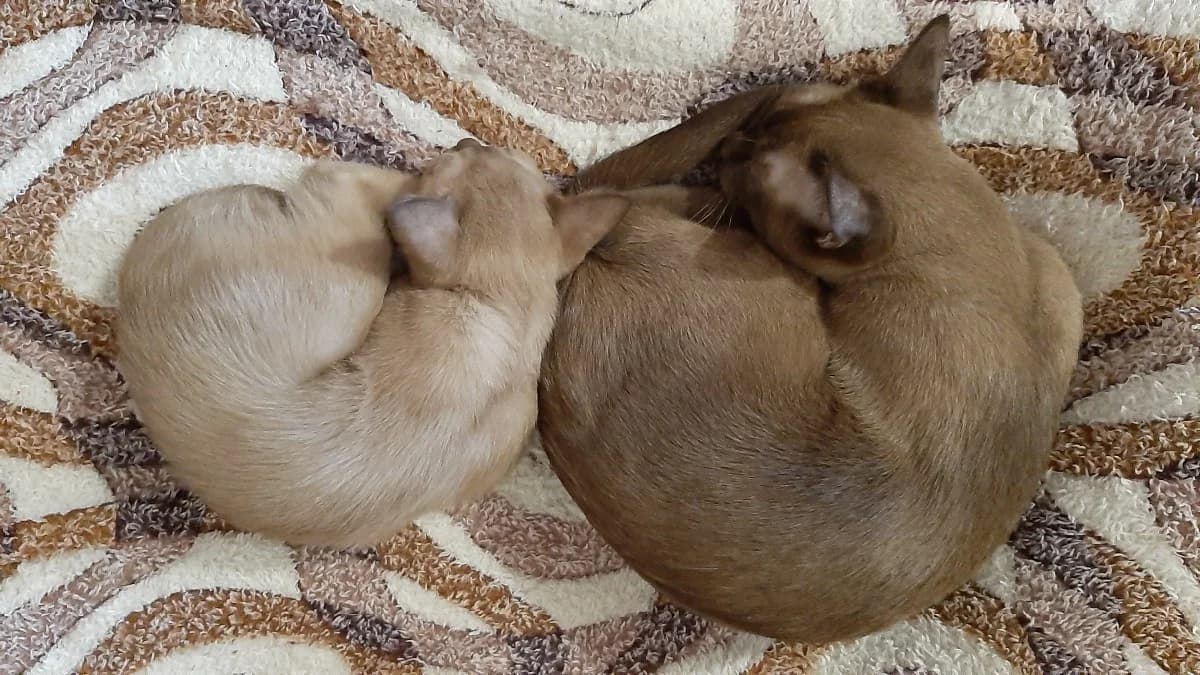 Prodam koshechku 3 mes (Продам кошечку 3 мес), Mixed Breed (Kotyata Darom)
