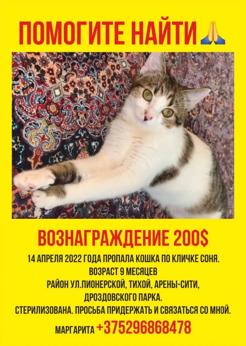 Propala koshka (Пропала кошка), Mixed Breed (Kotyata Darom)
