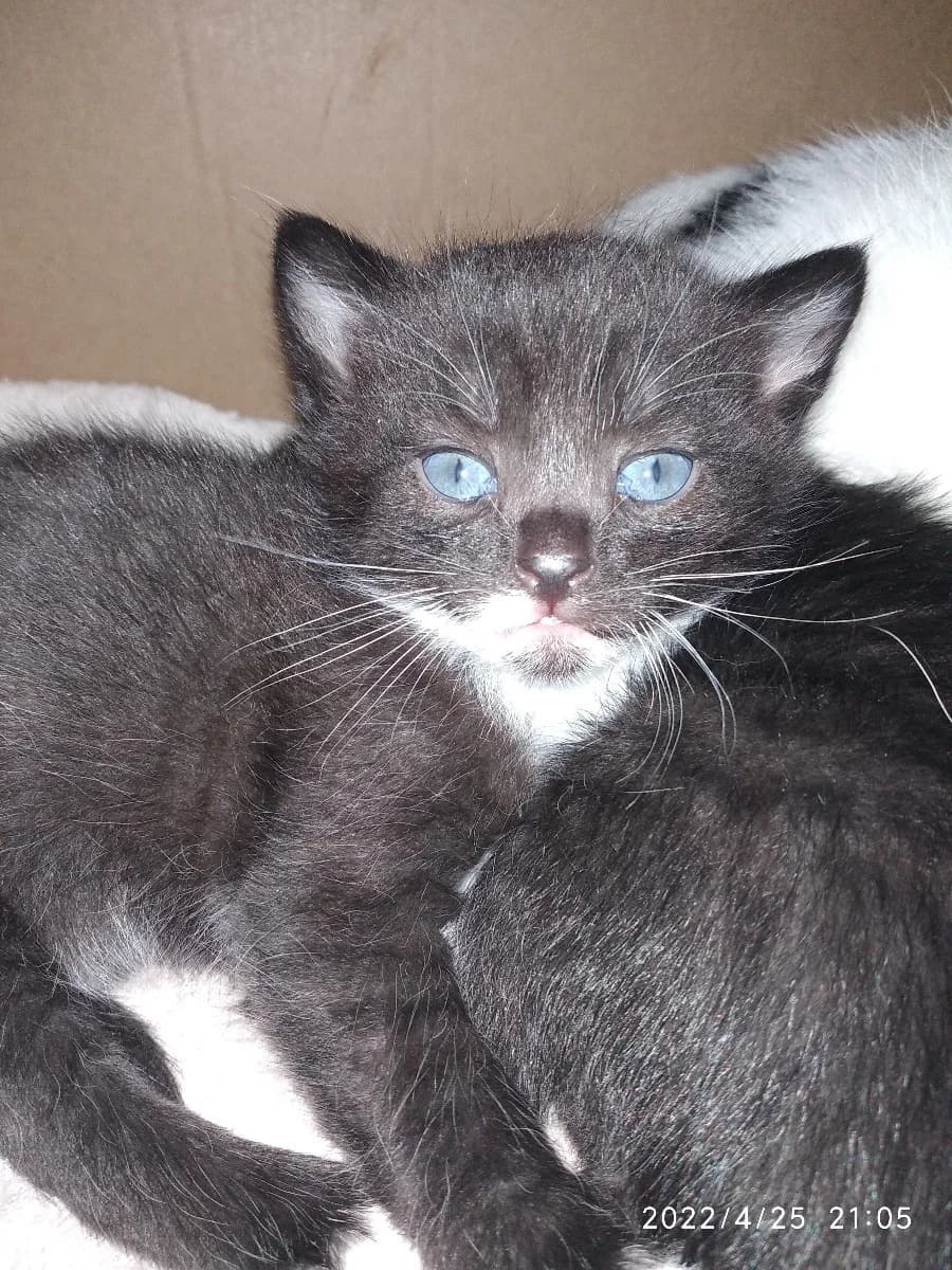 Kotenok (Котенок), Mixed Breed (Kotyata Darom)