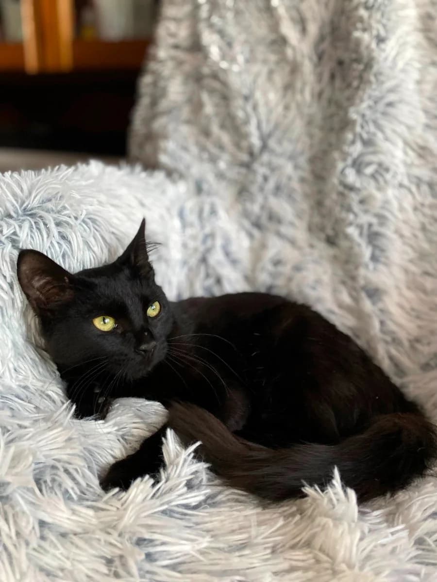 Kotik 6 mesyatsev (Котик 6 месяцев), Mixed Breed (Kotyata Darom)