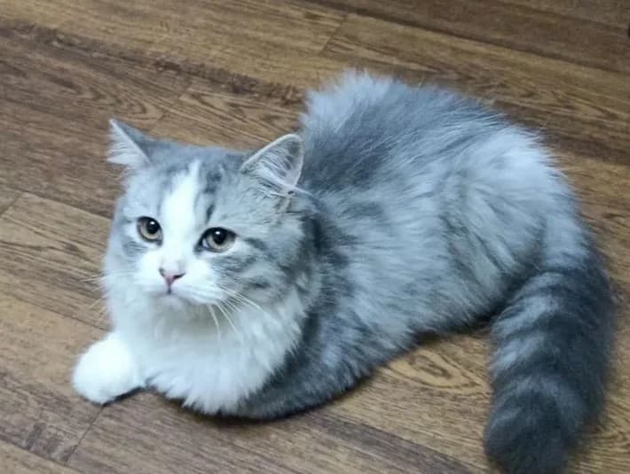 Kot Evropeyskiy Angliyskiy darom (Кот Европейский Английский даром), Mixed Breed (Kotyata Darom)