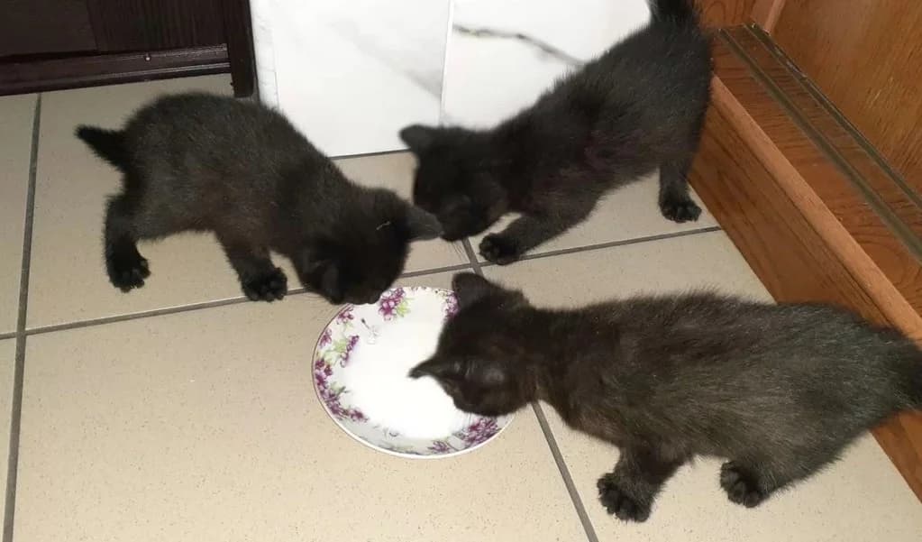Kotyata metisy bombeyskie s primesyu nemetskogo reksa (Котята метисы бомбейские с примесью немецкого, Mixed Breed (Kotyata Darom)