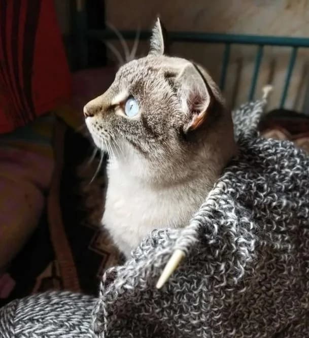 Kot Okhos Azules besplatno (Кот Охос Азулес бесплатно), Mixed Breed (Kotyata Darom)