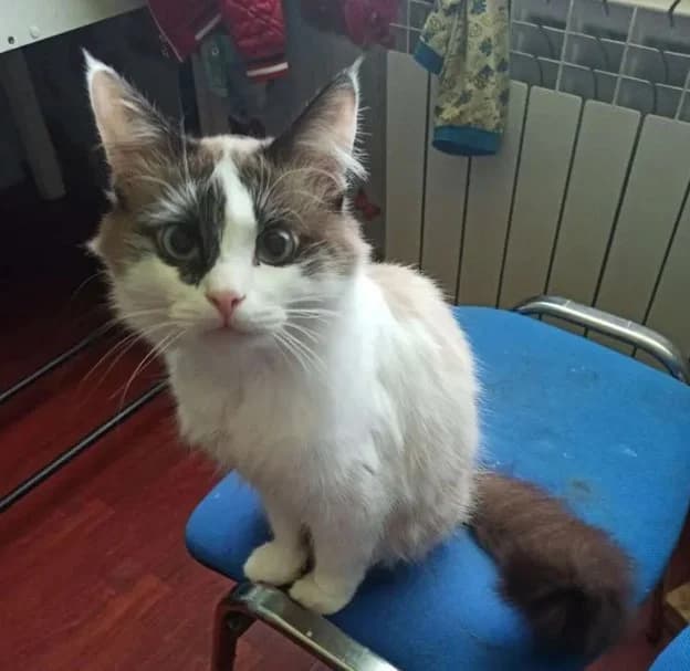 Kot porody Regdoll s nebesno golubymi glazami darom (Кот породы Рэгдолл с небесно голубыми глазами д, Mixed Breed (Kotyata Darom)