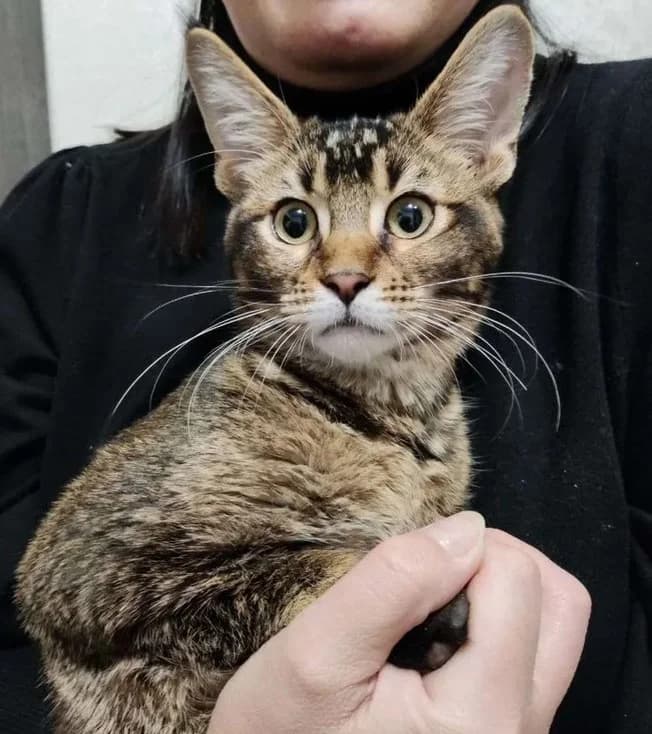 Kotenok Chauzi metis abissina i Khausi (Котенок Чаузи метис абиссина и Хауси), Mixed Breed (Kotyata Darom)