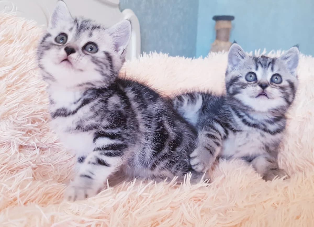 Kotyatki mramoryatki, shotlandskie (Котятки мраморятки, шотландские), Mixed Breed (Kotyata Darom)