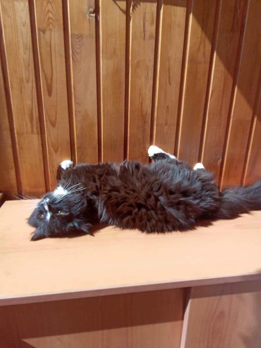 Kota v dar (Кота в дар), Mixed Breed (Kotyata Darom)