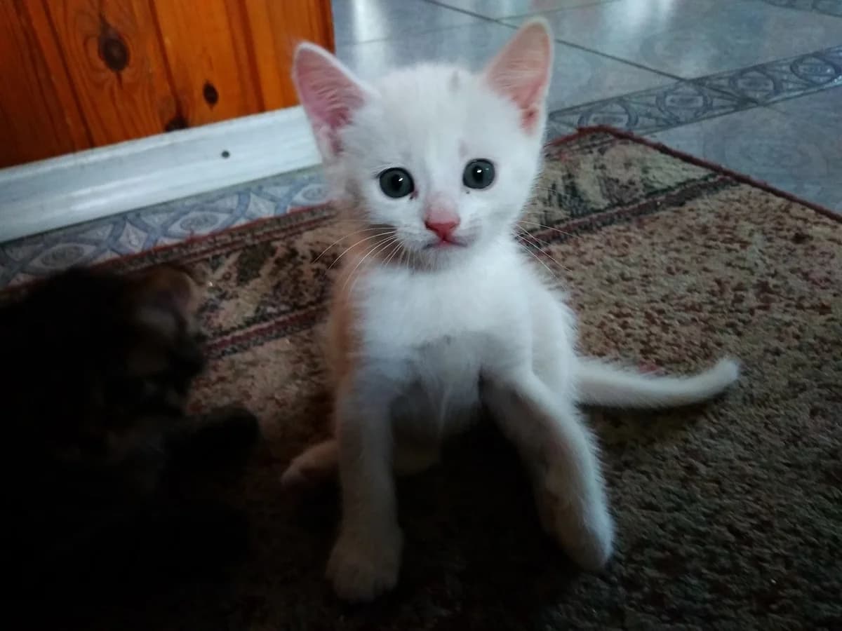 kotyata v dobrye ruki (котята в добрые руки), Mixed Breed (Kotyata Darom)