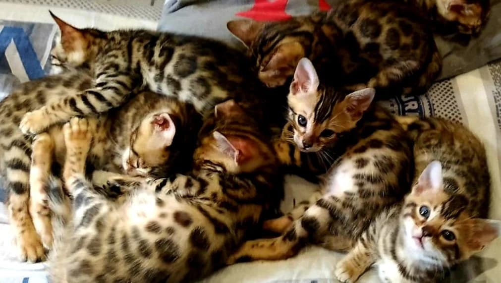 Bengalskie kotyata (Бенгальские котята), Mixed Breed (Kotyata Darom)