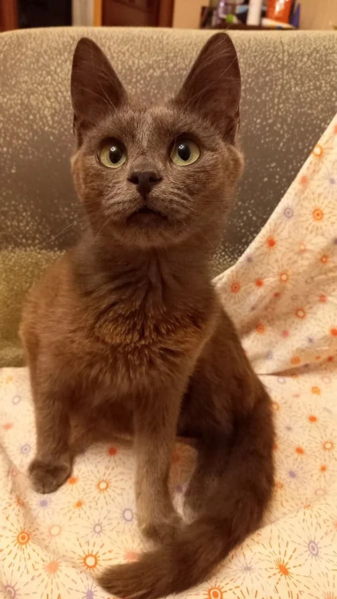 Trisha ishtet dom (Триша ищет дом), Mixed Breed (Kotyata Darom)