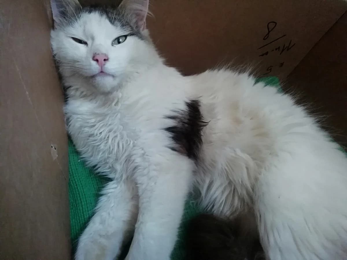 Kotenok v dar (Котенок в дар), Mixed Breed (Kotyata Darom)