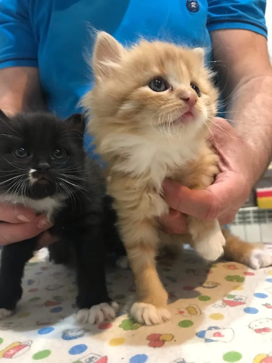 Otdadim kotyat v dobrye ruki (Отдадим котят в добрые руки), Mixed Breed (Kotyata Darom)