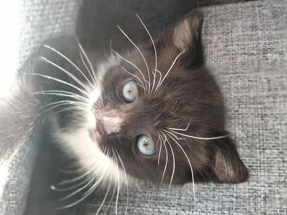 Kotёnok-devochka d.r.30 marta (Котёнок-девочка д.р.30 марта), Mixed Breed (Kotyata Darom)