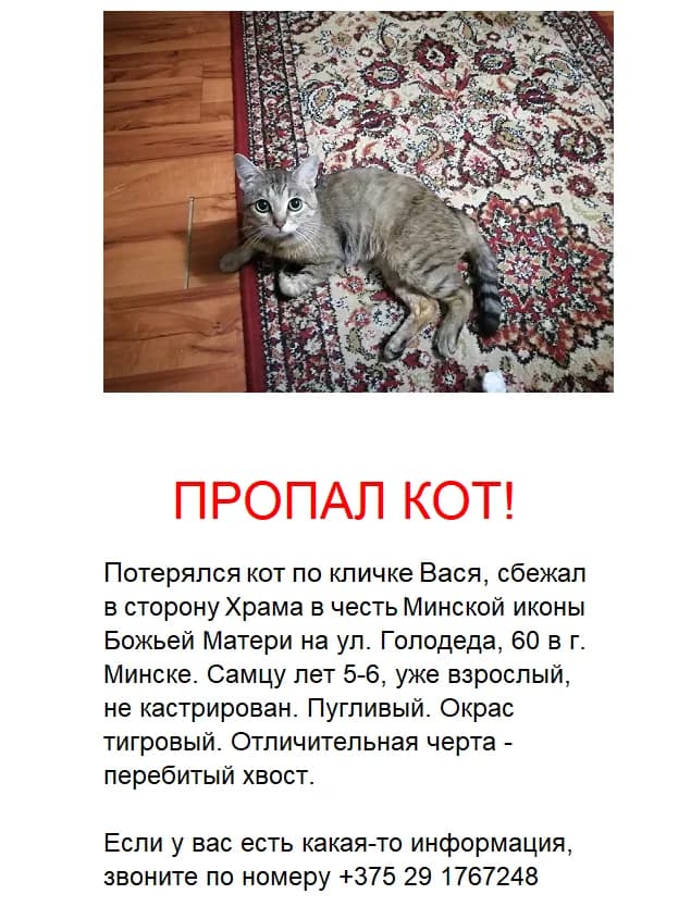 Propal kot (Пропал кот), Mixed Breed (Kotyata Darom)